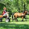 DEN KONÍ-4.ročník soutěže spřežení 16.6.2012